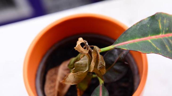 KAHVE TELVESİ VE YUMURTA KABUĞU KAHVE TELVESİ VE YUMURTA KABUĞU