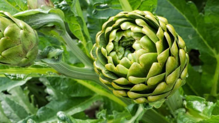 KOLESTEROLÜ DÜZENLİYOR