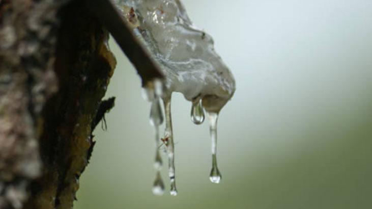 Ağaç çatlaklarından sızıyor, kokusu keskin ama faydası çok Doğal cilt yenileyici