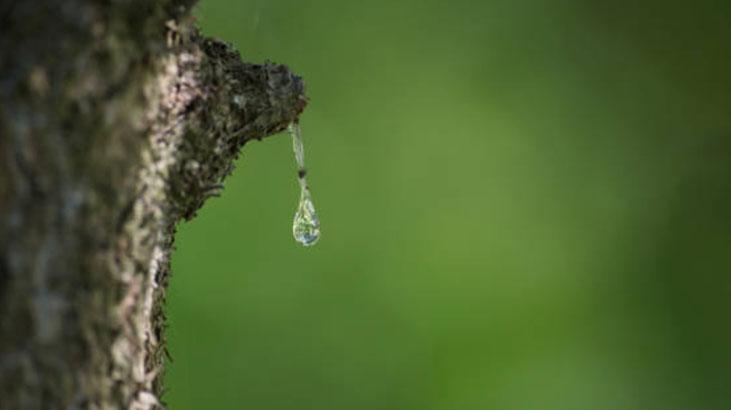 Ağaç çatlaklarından sızıyor, kokusu keskin ama faydası çok Doğal cilt yenileyici