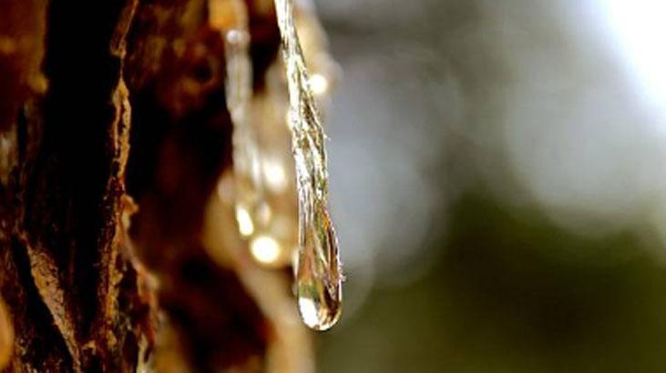 Ağaç çatlaklarından sızıyor, kokusu keskin ama faydası çok Doğal cilt yenileyici