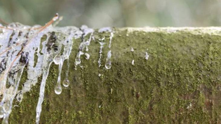 Ağaç çatlaklarından sızıyor, kokusu keskin ama faydası çok Doğal cilt yenileyici