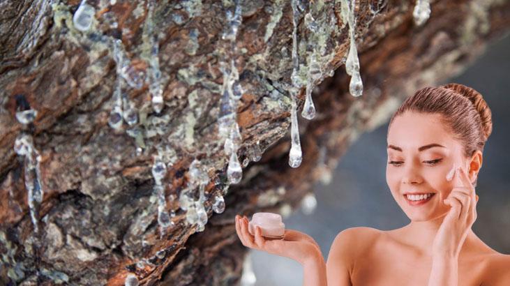 Ağaç çatlaklarından sızıyor, kokusu keskin ama faydası çok Doğal cilt yenileyici