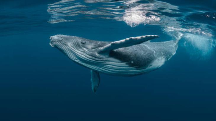 DERİN DENİZ CANLILARI