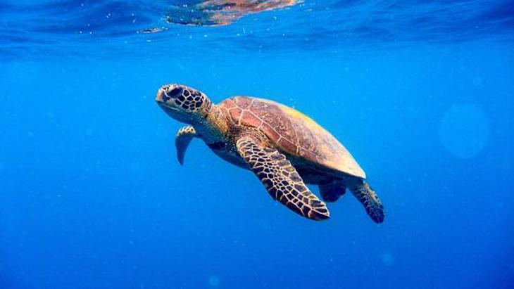 SU ALTINDA IŞIK VE RENK