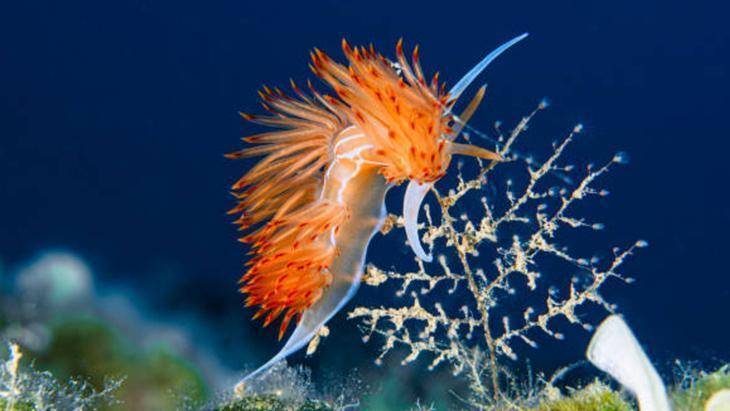 BALIKLAR VE DENİZ MEMELİLERİ SU ALTINDA NASIL GÖRÜR