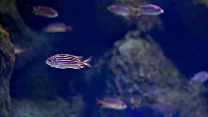 Su altındaki farklı hayat: Deniz canlıları renkleri ve ışığı nasıl görüyorlar