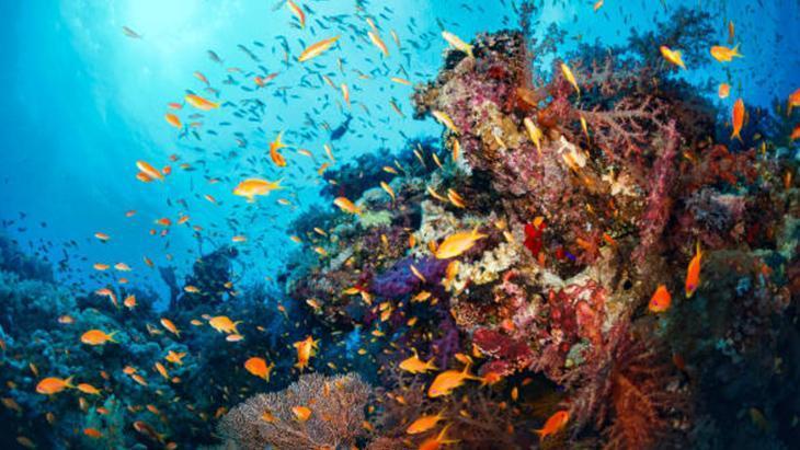 Su altındaki farklı hayat: Deniz canlıları renkleri ve ışığı nasıl görüyorlar