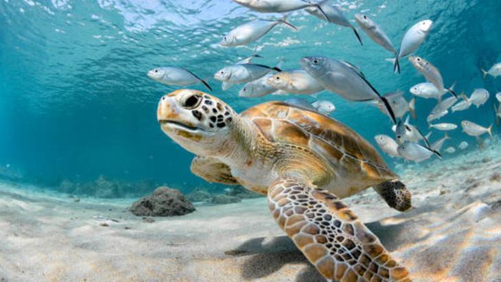 Su altındaki farklı hayat: Deniz canlıları renkleri ve ışığı nasıl görüyorlar