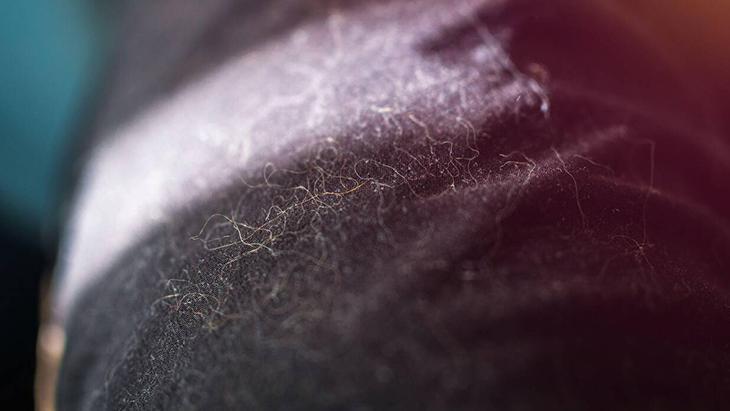 Koltuğa, halıya, kıyafete yapışıyor Kedi-köpek tüyüne veda ettiren muhteşem taktik