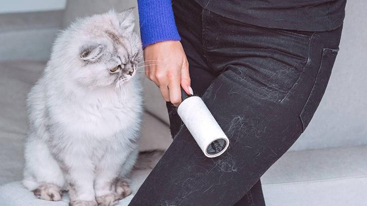 Koltuğa, halıya, kıyafete yapışıyor Kedi-köpek tüyüne veda ettiren muhteşem taktik