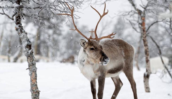 Noel Baba efsanesindeki ren geyikleri gerçekte neredeler Noel efsanesinde ren geyikleri bakın neden uçuyormuş