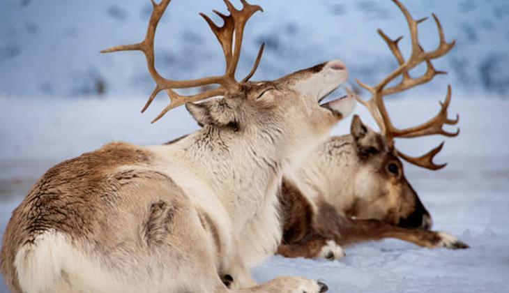 REN GEYİKLERİ GERÇEKTE NEREDELER