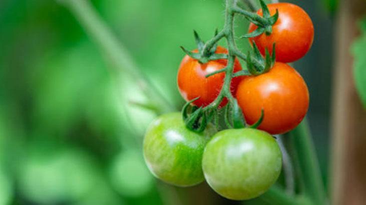 Kelliğe tek çare: Domates kabuğu Kilit nokta rengiymiş, köklerden saç fışkıracak