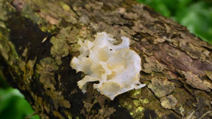 Güzellik hilesi sayesinde geriye doğru yaşlanıyor Nemlendirici yiyorum, mucize gibi