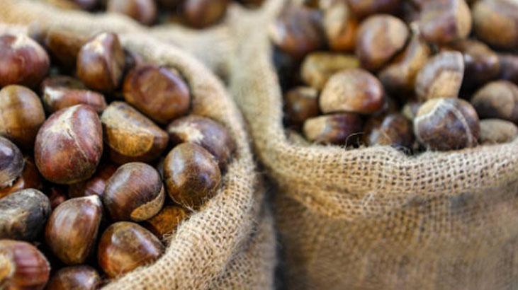 Filizlenmiş kestanenin tadı değişiyor, önce kontrol şart 15 dakika haşlamak yetiyor Filizlenmiş kestanenin tadı değişiyor, önce kontrol şart 15 dakika haşlamak yetiyor