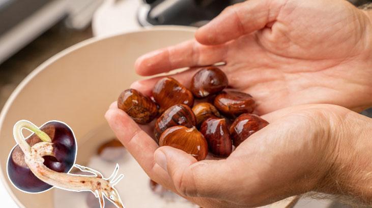 Filizlenmiş kestanenin tadı değişiyor, önce kontrol şart 15 dakika haşlamak yetiyor Filizlenmiş kestanenin tadı değişiyor, önce kontrol şart 15 dakika haşlamak yetiyor