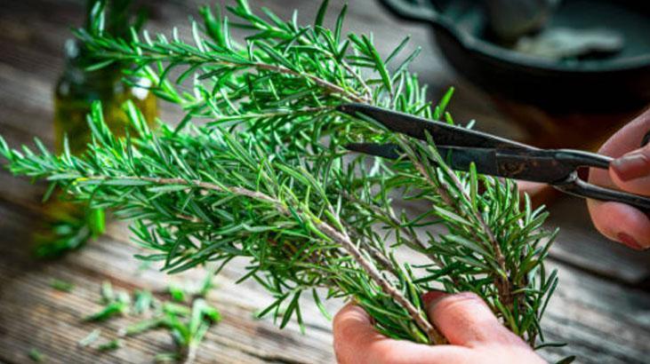 Afra Saraçoğlunun hiç vazgeçemediği saç rutini Hem yağı hem suyu gürleştiriyormuş