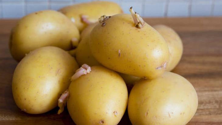 ELMAYLA SAKLAYARAK FİLİZLENMEYİ ENGELLEYİN