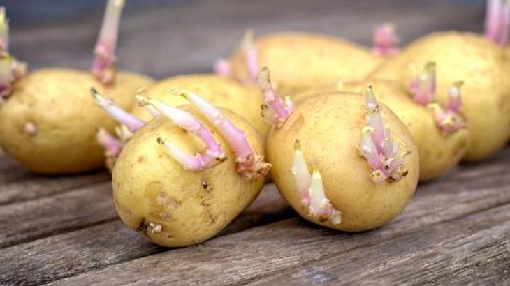 KURU OTLAR VEYA LAVANTA KULLANARAK DOĞAL KORUMA