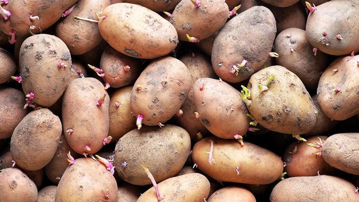 PATATESLERİ TEMİZLEMEDEN SAKLAYIN