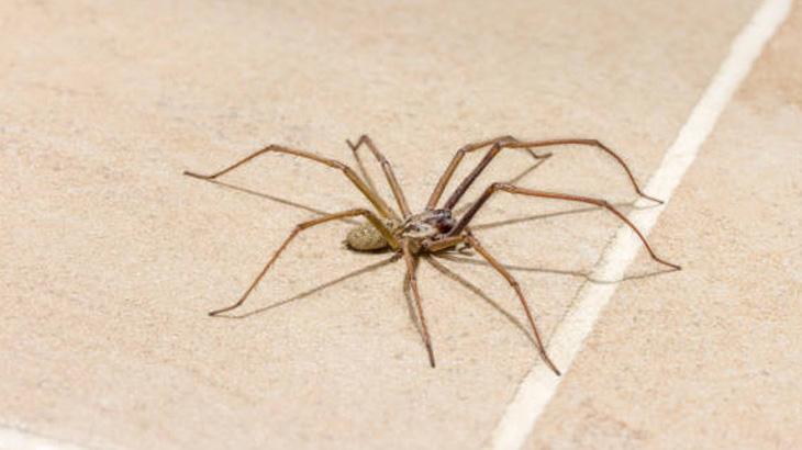 DOĞAL ÇÖZÜMLERLE ÖRÜMCEKLERİ UZAKLAŞTIRIN