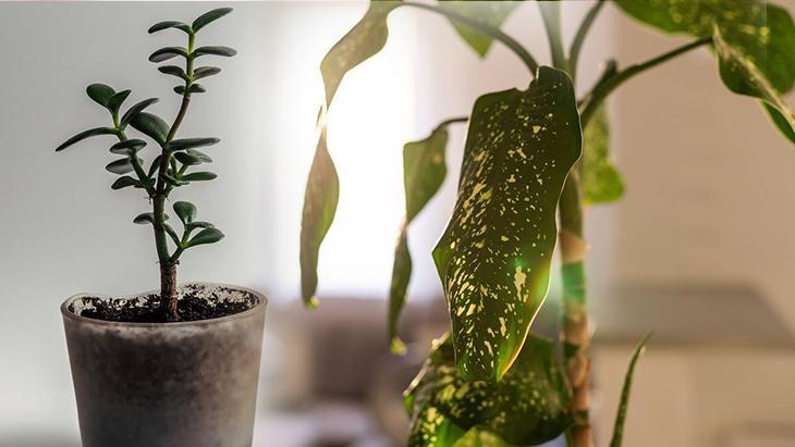 1- Para ağacı 1- Para ağacı