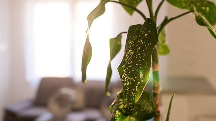 8- Difenbahya çiçeği 8- Difenbahya çiçeği