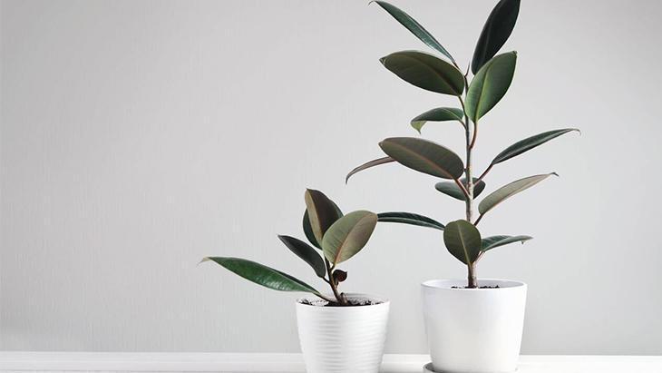 6- Kauçuk bitkisi 6- Kauçuk bitkisi