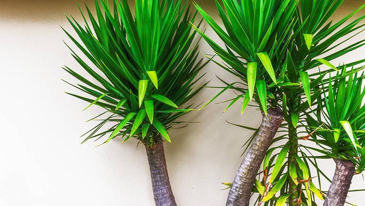 2- Yucca ağacı 2- Yucca ağacı