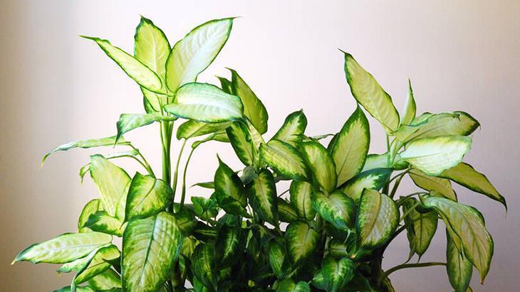 7- Deve tabanı 7- Deve tabanı