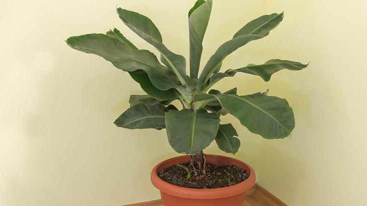 5- Muz ağacı 5- Muz ağacı