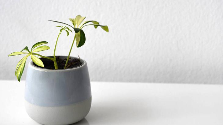 4- Şemsiye ağacı 4- Şemsiye ağacı