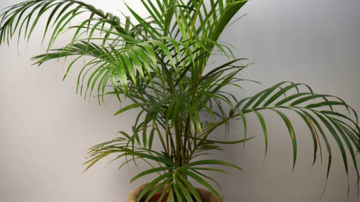 BAKIMI OLDUKÇA KOLAYDIR