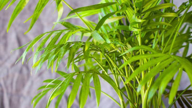 AREKA PALMİYESİNİ NEREDE KULLANMALIYIZ