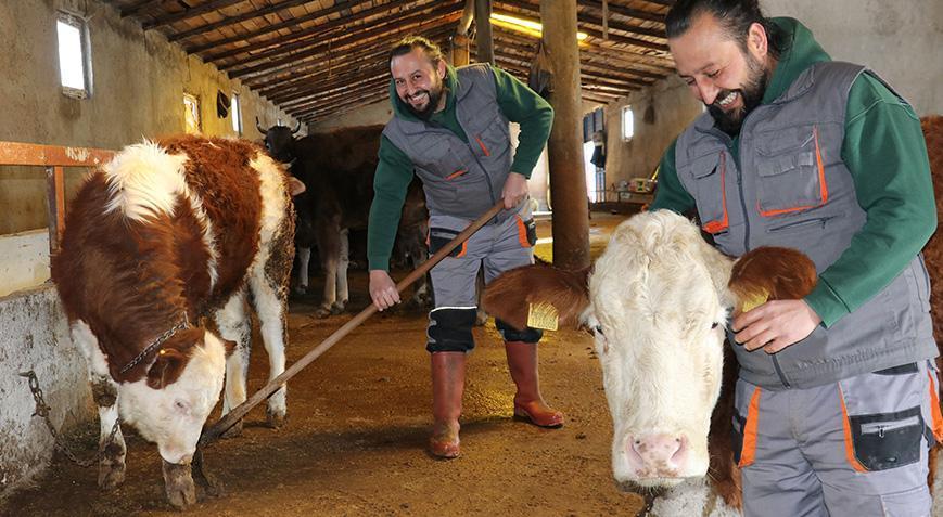 Babası evlenmesi için para verdi, 12 inek alıp köye yerleşti! Tüm hayatı değişti