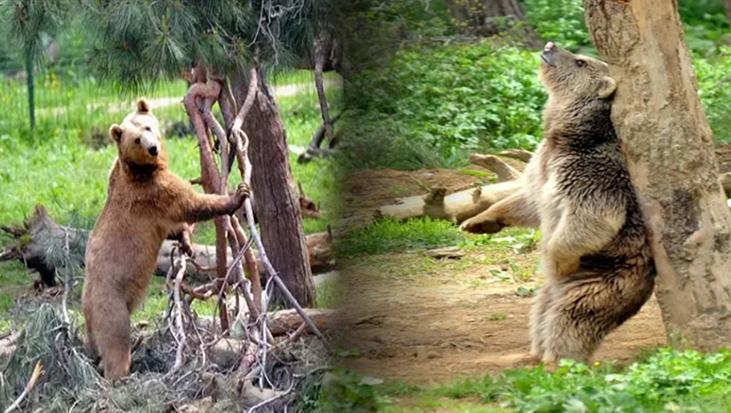 Firari ayı her yerde aranıyor! 'Korkudan, elim ayağım dolaşıyor'