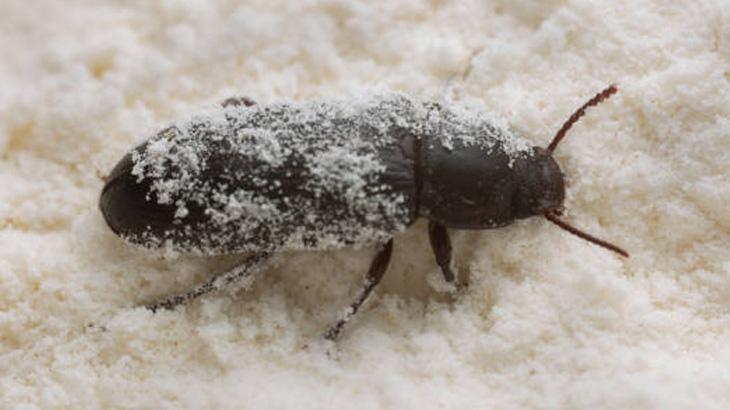 6. CAM VE HAVA GEÇİRMEZ KAPLAR KULLANIN