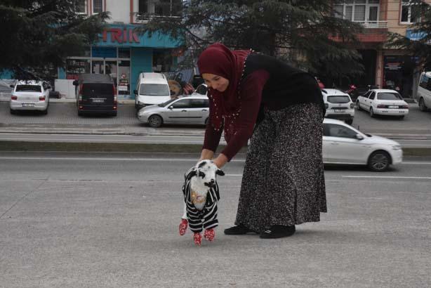 Kıyafet giydiriyor, süslüyor, bez takıyor Evde kuzuyu gören inanamıyor