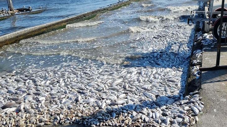 İzmir Körfezi'nde korkutan görüntü! Soruşturma başlatıldı