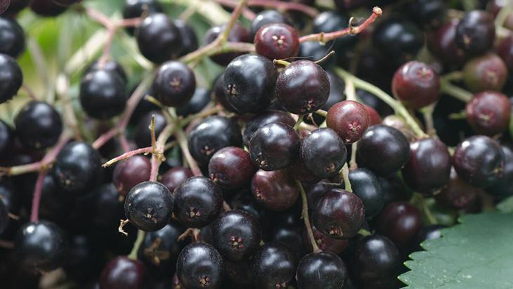 Gribe karşı görünmez kalkan: Kara mürver Dalından direkt yemeyin