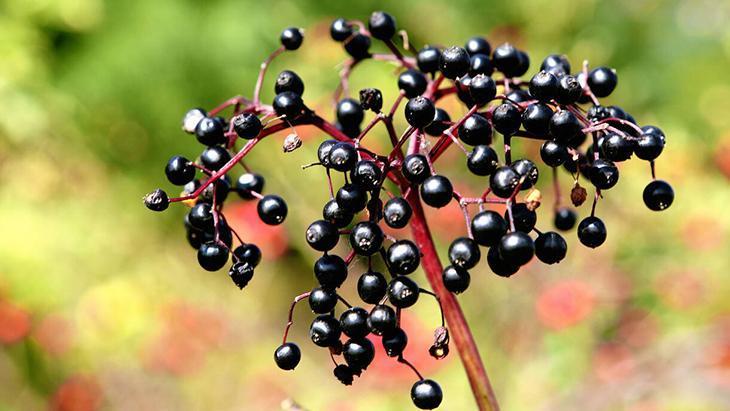 Gribe karşı görünmez kalkan: Kara mürver Dalından direkt yemeyin