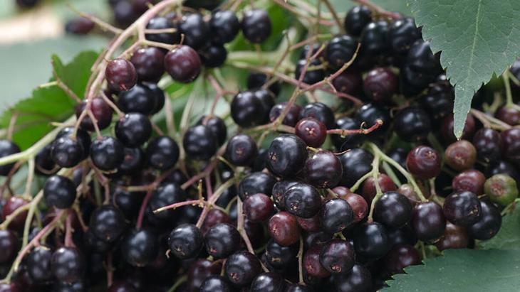 Gribe karşı görünmez kalkan: Kara mürver Dalından direkt yemeyin