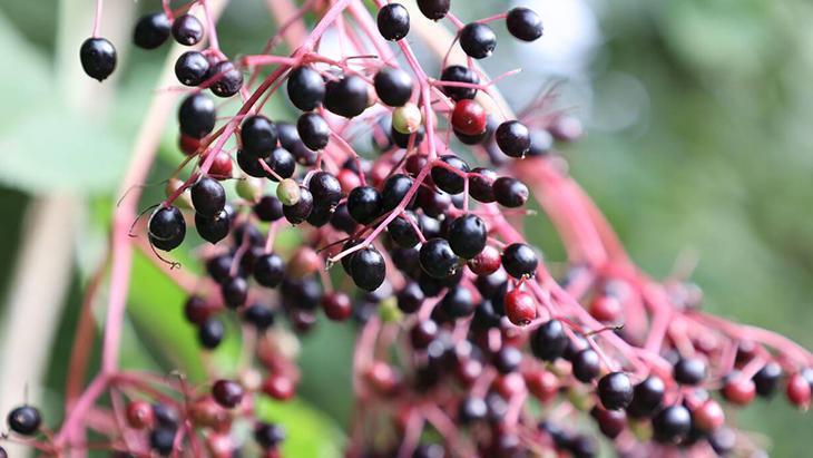 Gribe karşı görünmez kalkan: Kara mürver Dalından direkt yemeyin