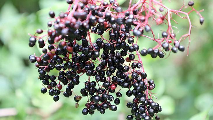 Gribe karşı görünmez kalkan: Kara mürver Dalından direkt yemeyin