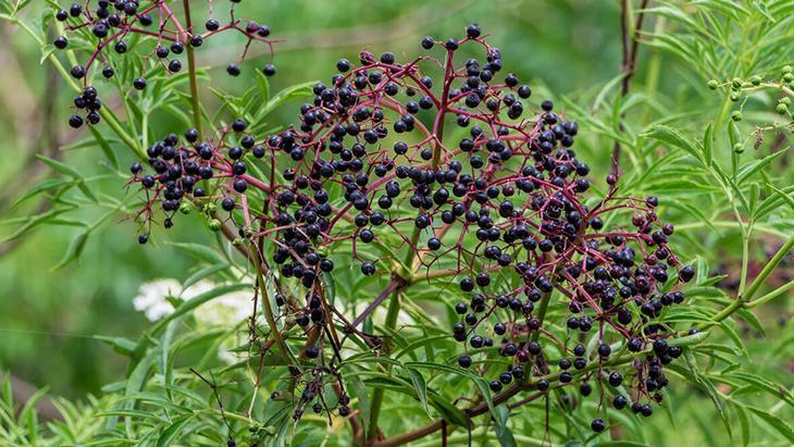 Gribe karşı görünmez kalkan: Kara mürver Dalından direkt yemeyin