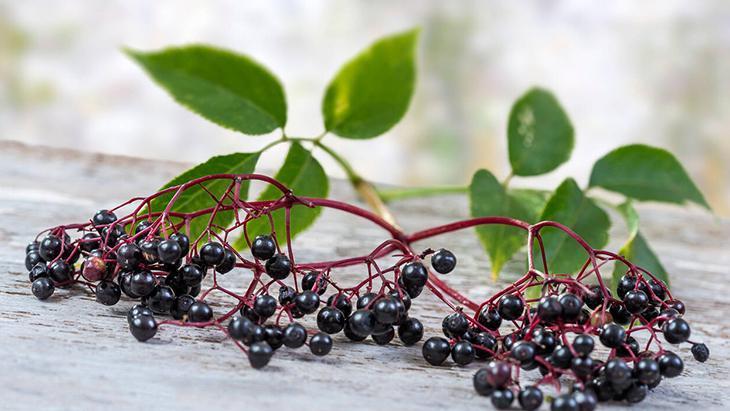 Gribe karşı görünmez kalkan: Kara mürver Dalından direkt yemeyin