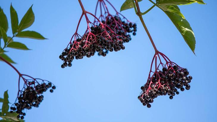 Gribe karşı görünmez kalkan: Kara mürver Dalından direkt yemeyin