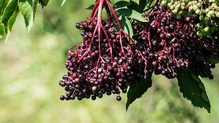 Gribe karşı görünmez kalkan: Kara mürver Dalından direkt yemeyin