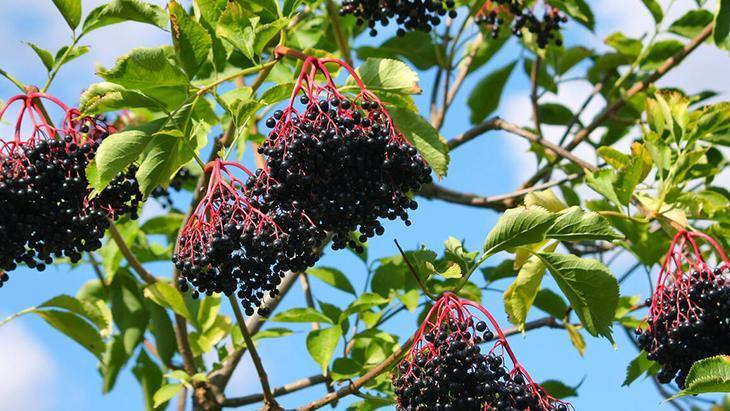 Gribe karşı görünmez kalkan: Kara mürver Dalından direkt yemeyin